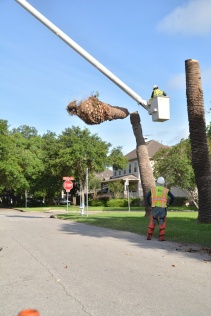 Bellaire-Palm_tree_felling_6-5-2014 (4)